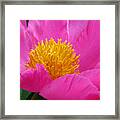 Peony Power Framed Print