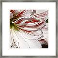 Peppermint Candy Framed Print