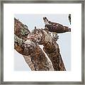 Perched Broad Winged Hawk Framed Print