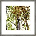 Perched Female Wood Duck Framed Print