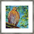 Perched Hawk Framed Print