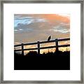 Perched Hawk Framed Print