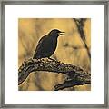 Perched In The Old Oak Framed Print