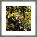 Perched Snowy Egret Framed Print