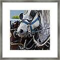 Percheron Horses Framed Print