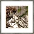 Perching Red Tail Hawk Framed Print