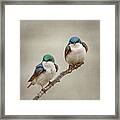 Perching Tree Swallows Framed Print