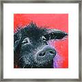 Percival The Black Pig Framed Print