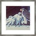 Peregrine Falcon Family Framed Print