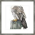 Peregrine Falcon Framed Print