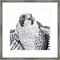 Peregrine Falcon Framed Print