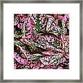 Perfect Pink Hypoestes Ii Framed Print