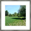 Perfect Rows Framed Print