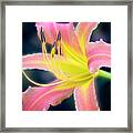 Perfection Of A Bloom. Framed Print