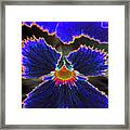 Perfectly Pansy 02 - Photopower Framed Print
