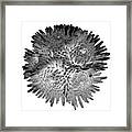 Perky Chrysanthemums Framed Print