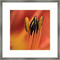 Persimmon Lilly Framed Print