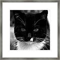 Pet Photography Kitkat Portrait 5 Framed Print