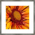 Petals Of Fire Framed Print