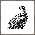 Pete The Pelican Framed Print