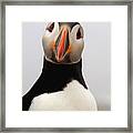 Peter The Puffin Framed Print