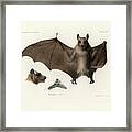 Peters's Epauletted Fruit Bat Framed Print