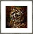 Pets Fat Cat Portrait 2 Framed Print