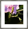 Petunia And Buds Framed Print