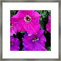 Petunia Framed Print