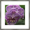 Phalaenopsis Orchid Framed Print