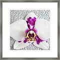 Phalaenopsis Yu Pin Panda Framed Print