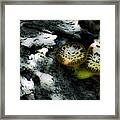 Pheasant Back Wild Mushroom Framed Print