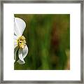 Pheasant's-eye Daffodil Framed Print