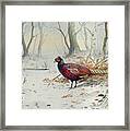 Pheasants In Snow Framed Print