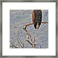 Phoenix Eagle Framed Print