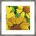 Yellow Wildflowers Photograph Ii Framed Print