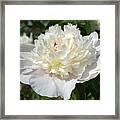 Photograph White Peony Flower Framed Print
