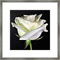 Photograph White Rose By Delynn Addams Framed Print