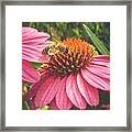 #photooftheday #bee #flower Framed Print