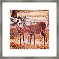 Photoshopping My Two Favorite #deer Framed Print