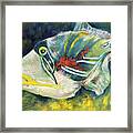 Picasso Trigger Fish Framed Print
