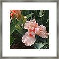 Picture Peach Framed Print