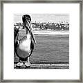 Pier Pelican Framed Print