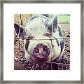 Pig Framed Print