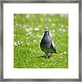 Pigeon In Spring Framed Print