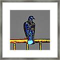 Pigeon On A Rail Framed Print