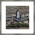 Pigeon With Its Wings Up Framed Print