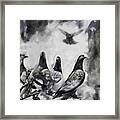 Pigeons Bw Framed Print