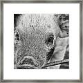 Piglet Framed Print