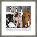 Piglets From Behind Framed Print